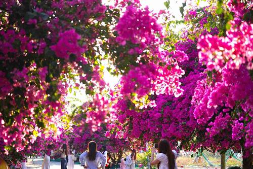 Bougainvillea blooms profusely along the mural-lined streets of Nha Trang, attracting crowds of tourists who come to take photos during the holiday.